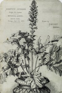 Acanthus Spinosus, Esityspiirrokset