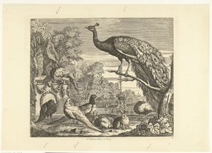 Paó, conills i altres ocells a una font del jardí Acaben diferents ocells (títol de la sèrie).