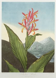 Caldwallin kaiverrettu intiaaniruoko, Robert Thorntonin julkaisemasta "The Temple of Flora", pub. 1804 tekijältä Peter Charles Henderson