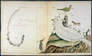 Adventure Bayn kartta, Van Diemenin maa, n. 1773 (akvarelli paperille) tekijältä Peter Fannin