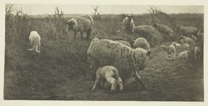 Pastoraalinen marssi (Suffolk) tekijältä Peter Henry Emerson