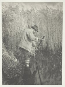 Ruoko-Cutter työssä tekijältä Peter Henry Emerson