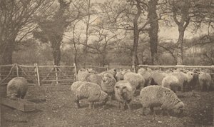  tekijältä Peter Henry Emerson