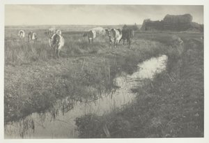 Karja suolla tekijältä Peter Henry Emerson