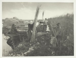 Ruoko sadonkorjuun aikana tekijältä Peter Henry Emerson