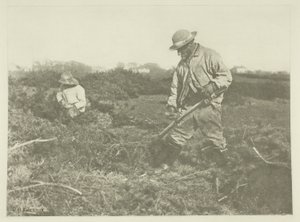 Furze-leikkaus Suffolk Commonissa tekijältä Peter Henry Emerson