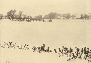 Suon rikkaruohot,vuonna 1895 tai sitä ennen (kuva). tekijältä Peter Henry Emerson