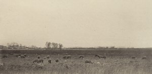 Suot Pohjanmerellä tekijältä Peter Henry Emerson