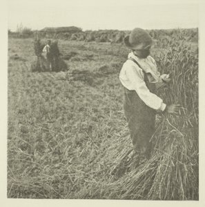 Shocking Corn (Norfolk) tekijältä Peter Henry Emerson