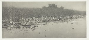 Vesililjat tekijältä Peter Henry Emerson