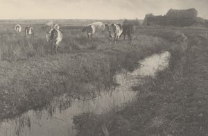 Karjaa suoilla tekijältä Peter Henry Emerson and T.F. Goodall