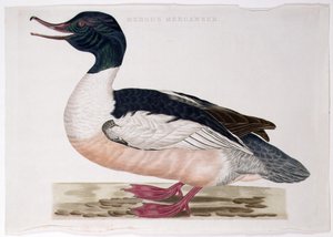 Tavallinen Merganser