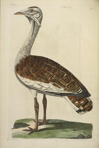 The Male Bustard, kuvitus Thomas Pennantin teoksesta "The British Zoology".