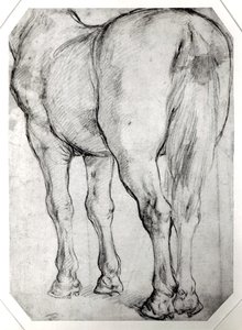 Hevosen takaosa tekijältä Peter Paul Rubens