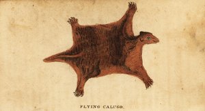 Filippiinien lentävä limuri, Cynocephalus volans., 1800 (kaiverrus) tekijältä Peter Simon Pallas