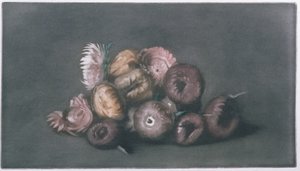 Kuivattujen kukkien asetelma (värillinen mezzotint) tekijältä Peter Vilhelm Ilsted