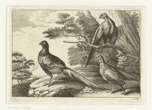 Kolme fasaania Diversarum avium -lajit (sarjan nimi) Erilaisia ​​lintuja (sarjan nimi)