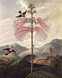 Suuri kukkiva herkkä kasvi, kaiverrettu Thomas Medland (n.1765 - 1833), n.1799-1807 (akvatintta ja stippaus). tekijältä Philip (after) Reinagle