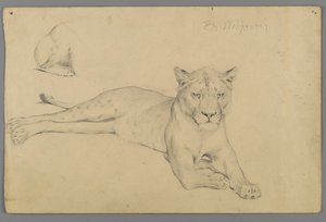 Istuva leijonanaaras (grafiitti paperille) tekijältä Philip H. Wolfrom
