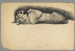 Nukkuva tiikeri (hiili paperilla) tekijältä Philip H. Wolfrom
