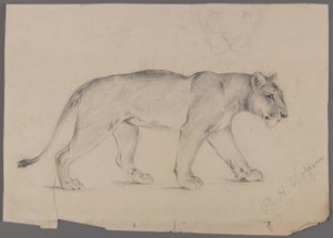 Kulkeva leijona (grafiitti paperille) tekijältä Philip H. Wolfrom