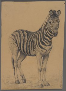 Seepra (grafiitti paperille) tekijältä Philip H. Wolfrom