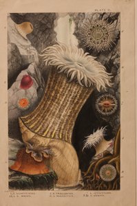 Levy II, tutkimus "Actinologia Britannica: A History of the British Sea Anemones and Corals", n. 1858-60 (grafiitti, wc ja guassi paperilla)