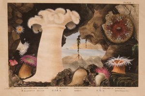 Levy I, tutkimus "Actinologia Britannica: A History of the British Sea Anemones and Corals", n. 1858-1860 (grafiitti, wc ja guassi paperilla)