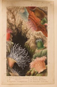 Levy VI, tutkimus "Actinologia Britannica: A History of the British Sea Anemones and Corals", n. 1858-60 (grafiitti, wc ja guassi paperilla)