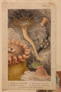 Levy V, tutkimus "Actinologia Britannica: A History of the British Sea Anemones and Corals", n. 1858-1860 (grafiitti, wc ja guassi paperilla)