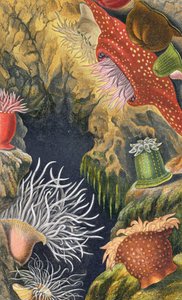 Diadem Pimplet, levy VI julkaisusta "Actinologia Britannica: A History of the British Sea Anemones and Corals", 1860 (chromolitho)