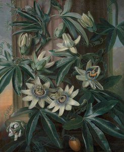 Sininen kärsimyskukka, Robert John Thorntonin Floran temppelille (Lontoo, 1799–1812) tekijältä Philip Reinagle