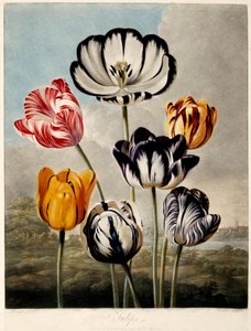 Tulppaanit, 1798.