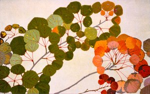 Populus tremula eli eurooppahaapa, 1907-09 (syväpaino)