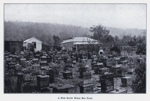 A New South Wales Bee Farm (m/w kuva) tekijältä Photographer Australian