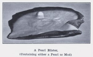 Pearl Blister, joka sisältää joko helmiä tai mutaa (m/w kuva) tekijältä Photographer Australian