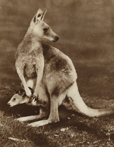 Kenguruvauva katselee ulos äitinsä pussista, Australia (m/w kuva)