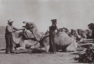 Kamelitiimit, joissa aboriginaalit vastaavat, tarjoavat syrjäisiä virkoja Keski-Australiassa (m/v kuva) tekijältä Photographer Australian