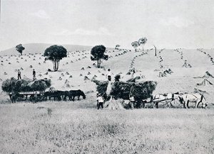 Harvesting, Uusi Etelä-Wales, n. 1900, julkaisusta Under the Southern Cross - Glimpses of Australia, julkaisija Department of External Affairs, Melbourne tekijältä Photographer Australian