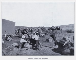 Ladataan kameleja Nullaginelle (m/w kuva) tekijältä Photographer Australian