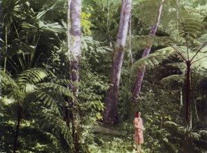 Queensland, Australia: Trooppinen viidakko (kuva)