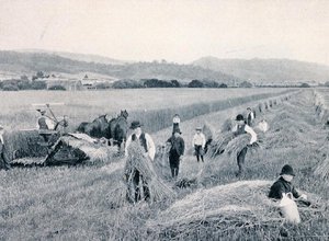 Reaping wheat, Tasmania, n. 1900, julkaisusta Under the Southern Cross - Glimpses of Australia, julkaisija Department of External Affairs, Melbourne tekijältä Photographer Australian
