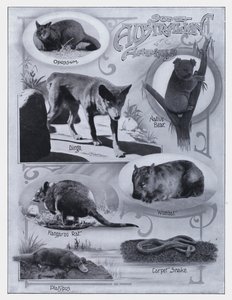 Jotkut australialaiset eläimet (m/w kuva) tekijältä Photographer Australian