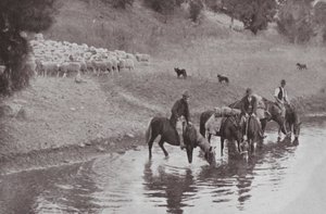 Loput, tyypilliset australialaiset Stockmen (m/w kuva) tekijältä Photographer Australian
