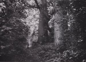 Forest Giants, Stanley Park, Vancouver (m/w kuva) tekijältä Photographer Canadian