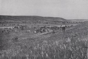 Range Cattle on the Rolling Uplands of Alberta (m/w kuva) tekijältä Photographer Canadian