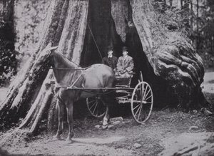 The Big Tree, Stanley Park, Vancouver (m/w kuva) tekijältä Photographer Canadian