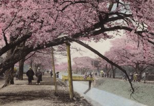 Japani, n. 1912: Kirsikankukka Koganeissa Tokion lähellä (kuva) tekijältä Photographer Japanese