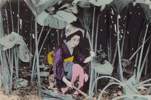 Japani, n. 1912: Valtava suo-raparperi, villikasvi, Akita (kuva)