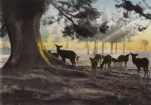 Japani, n. 1912: Kasugan temppeli, jossa kesyjä peura vaeltelee, Nara (kuva)